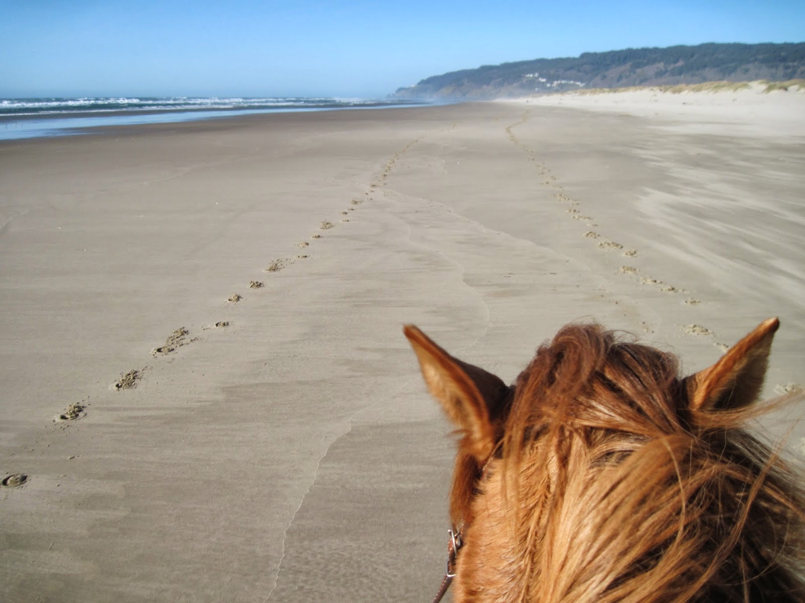 Holly's Horse Tales and Trails Baker Beach Horse Camp and the Cape
