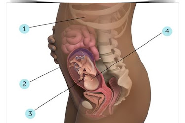 Tup Bebekte Gebelik Haftasi Hesaplama Op Dr Serkan Oral