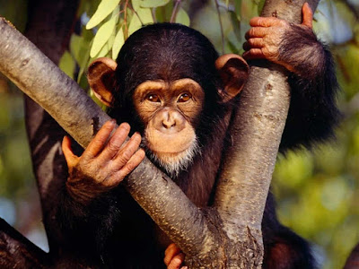 Cliquez sur l'image pour découvrir les plus belles photos de singes