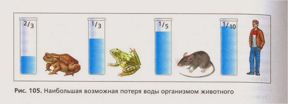 В животных организмах содержится. Питание белки. В животных организмах содержится. Гликоген. В клетках каких организмов содержится в десятки раз больше углеводов.