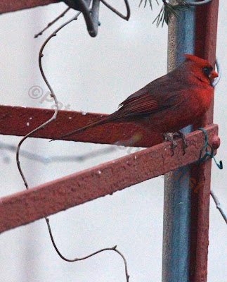 Words In Our Beak’s goal is to open readers to a simple understanding of the winged world and their environment. Set in a rooftop urban garden in New York City, my story is told in the voice of Cam, a female cardinal, who visits it. Words In Our Beak is directed to children and adults who are curious about birds, and want to learn about them from a unique perspective. The book includes hundreds of images of flora and fauna, links to movies, as well as to informative narratives that have been created by the author.  Now in Apple’s iBooks store @ https://itunes.apple.com/us/book/words-in-our-beak/id1010889086?mt=11