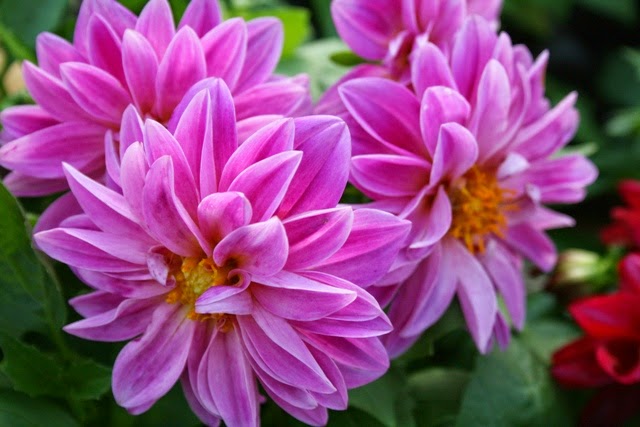 The Flower Bin: Dahlias, a fall favorite