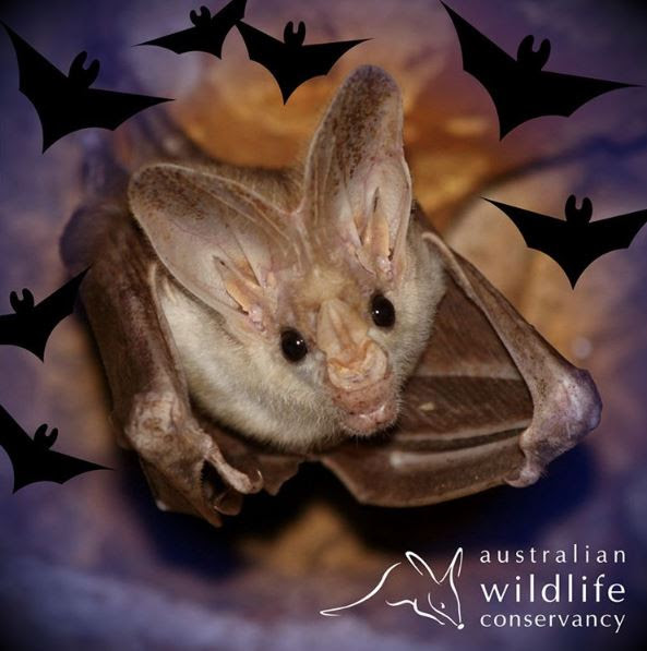 Australian Wildlife Conservancy Bats