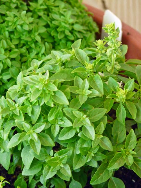 Basil Tea Benefits Healthy Tea 101