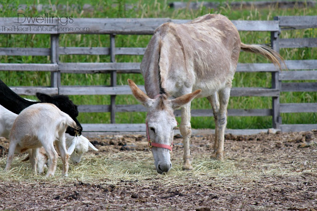 Donkey, lama and goats