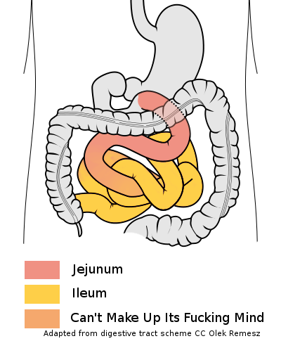 Small Intestines: Jejunum and Ileum