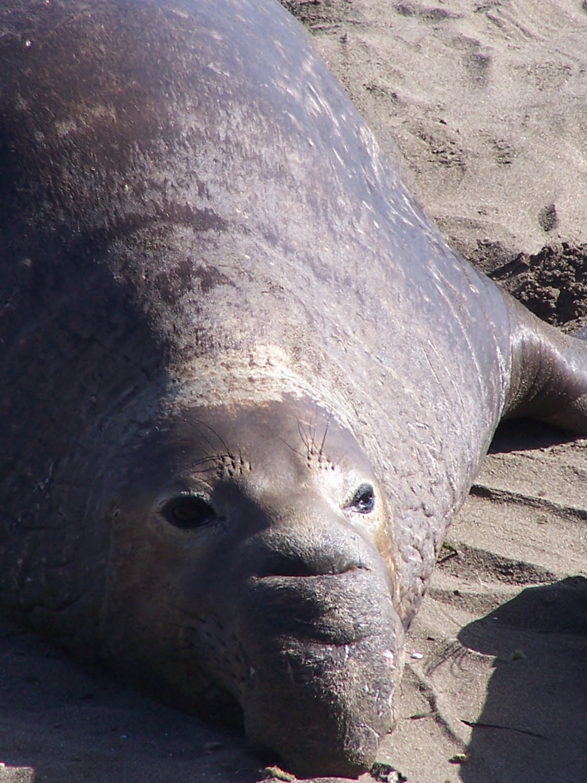 The Natural World Elephants Seals Near Hearst Castle