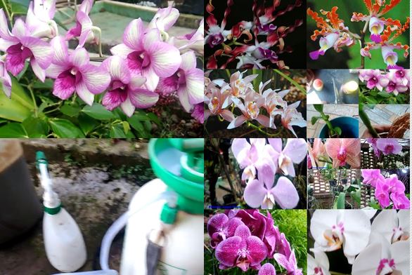 Cara Cepat Memupuk Dan Membasmi Hama Pada Bunga Anggrek Orchid Rumah Daun Muda