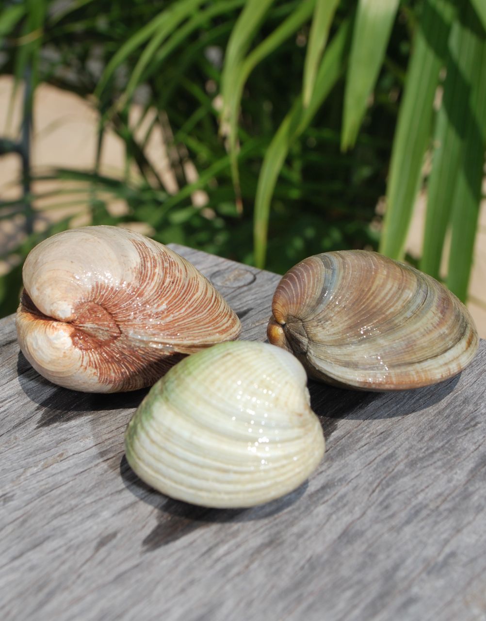 Scrumpdillyicious Linguine with Red Clam Sauce