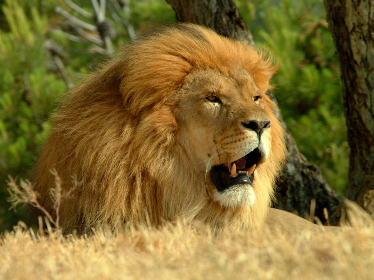 QQ Wallpapers: Lion Resting, African Park Sigean