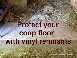 coop floor protect chicken vinyl dry remnants keep cleaning flooring clean murano farm started giving through