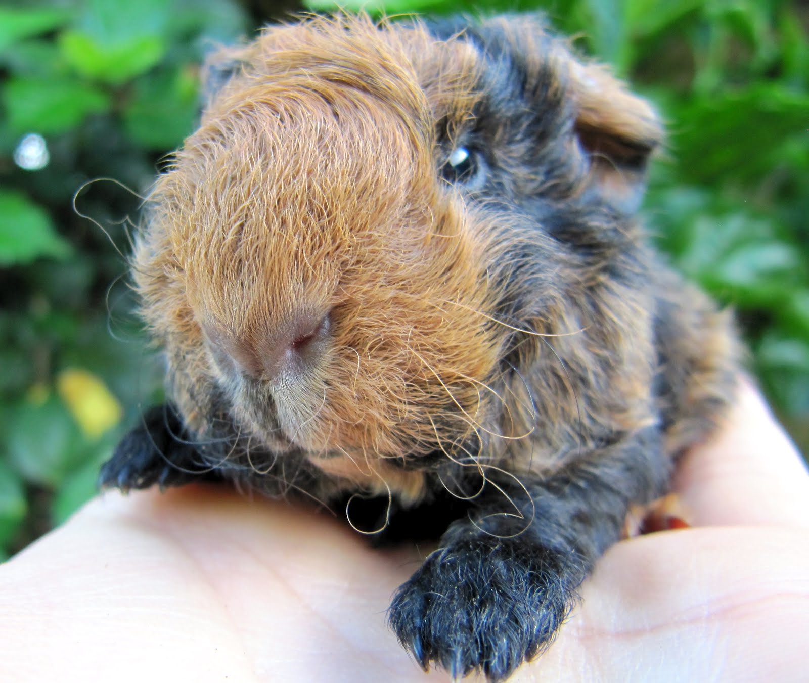 All Things Guinea Pig Zinnia's Babies, a late night surprise!