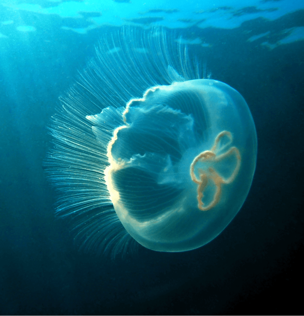 Aurelia Aurita - Moon Jellyfish Diet Aurelia Aurita - Moon Jellyfish Diet
