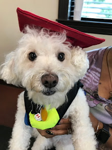 Arnie graduates from dog therapy