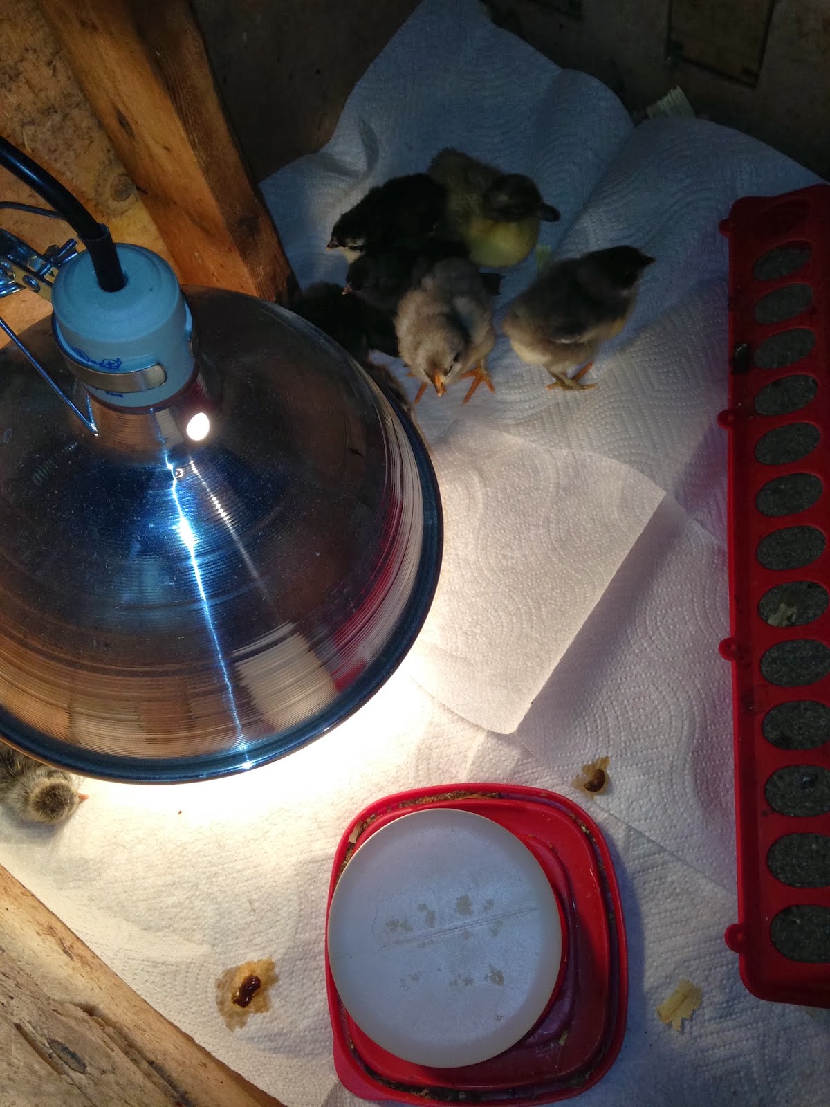 3 Kids and a Chicken: Brooding Chicks: The Basics