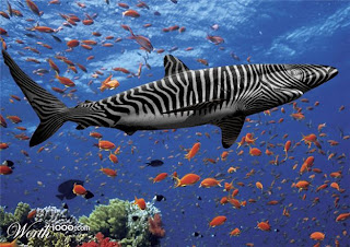 zebra shark