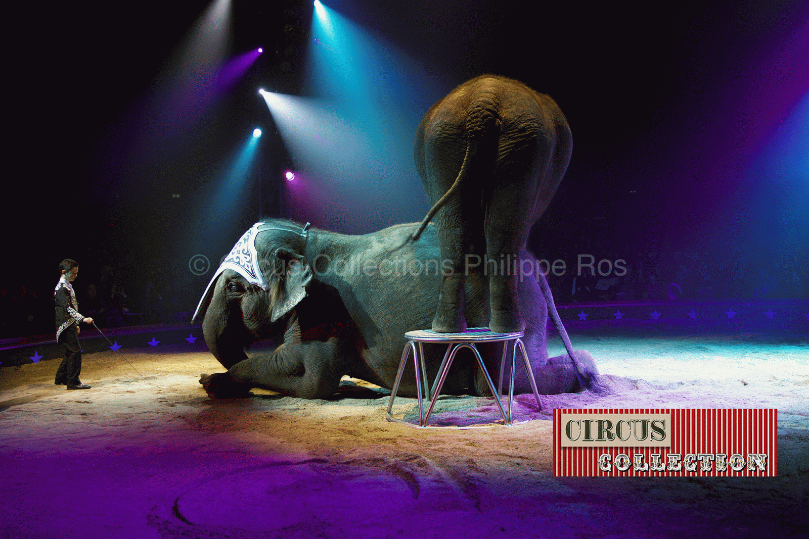 Chris Rui Knie présente les éléphants 
