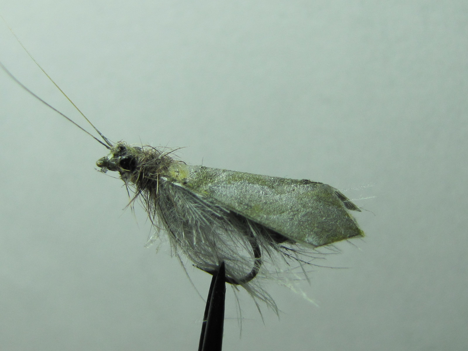 A Creative Fly Tying Blog. My Caddis Dry Fly.