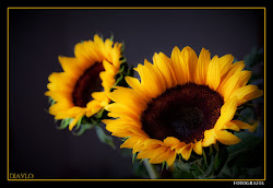 imagenes de girasoles bonitos 1