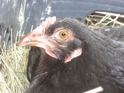 funky chicken coop coops craftiness