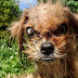 Incredible Pictures Depict The Transformation Of A Dog 8 Months After It Was Rescued