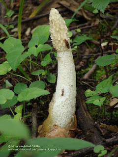 Phallus impudicus DSC86331