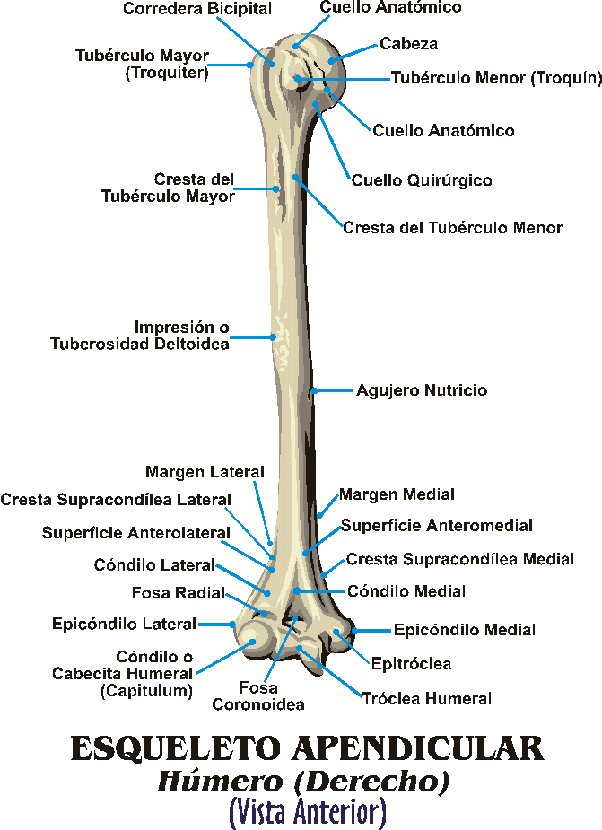 Diseccion del Miembro superior HUESOS DEL MIEMBRO SUPERIOR Diseccion del Miembro superior HUESOS DEL MIEMBRO SUPERIOR