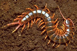 centipede giant largest species sea ocean heard probably never animals leaf