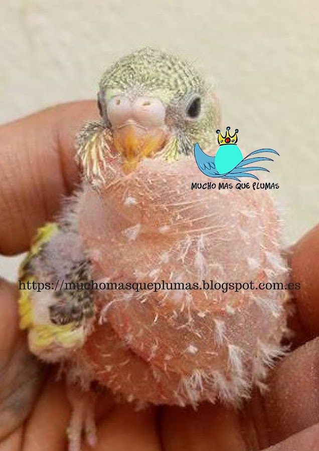 ruptura de sacos aereos en aves, 9 sacos aéreos, ruptura saco aereo cervical