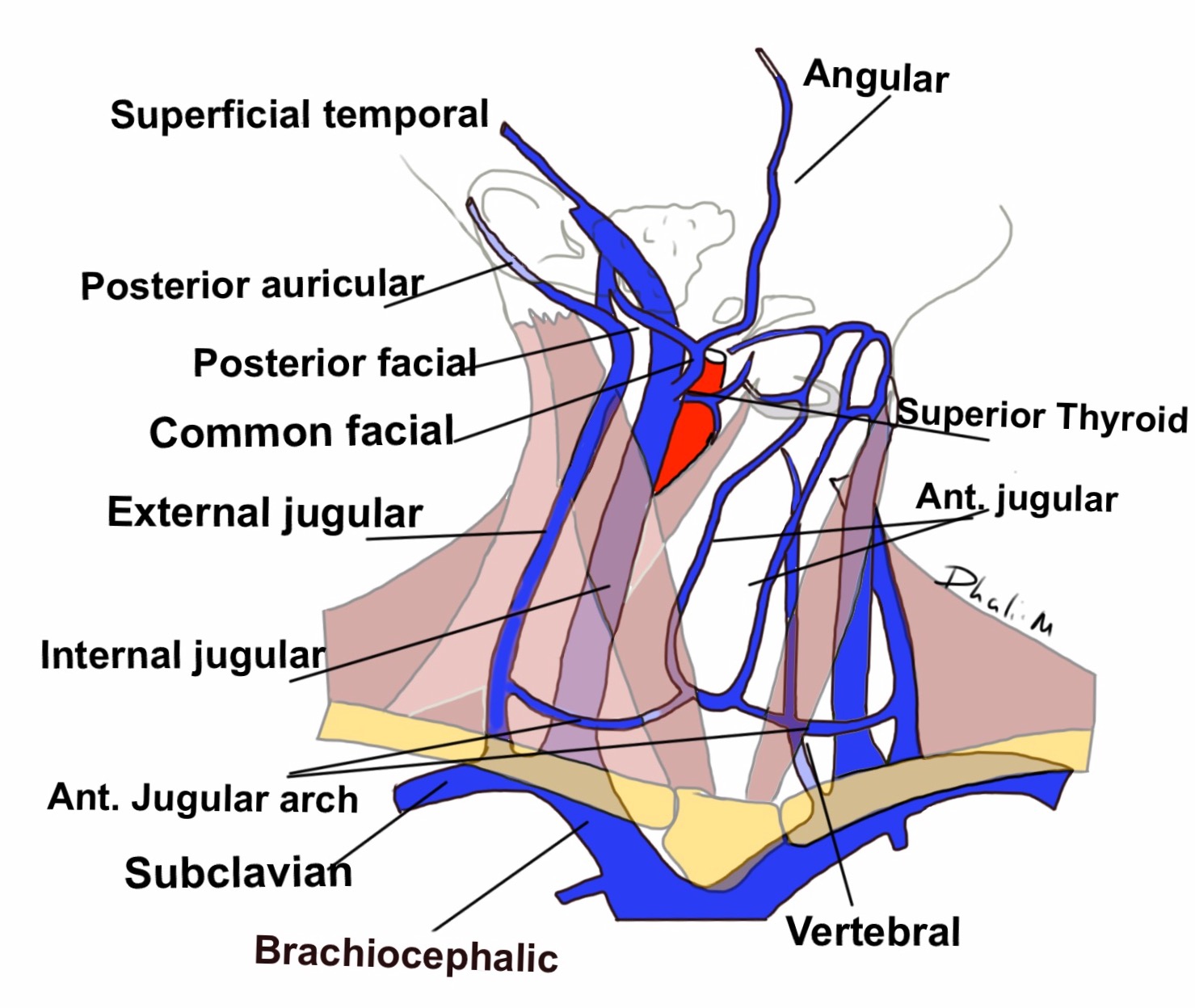 MI4 (Microsurgery Institute 4): Head and Neck