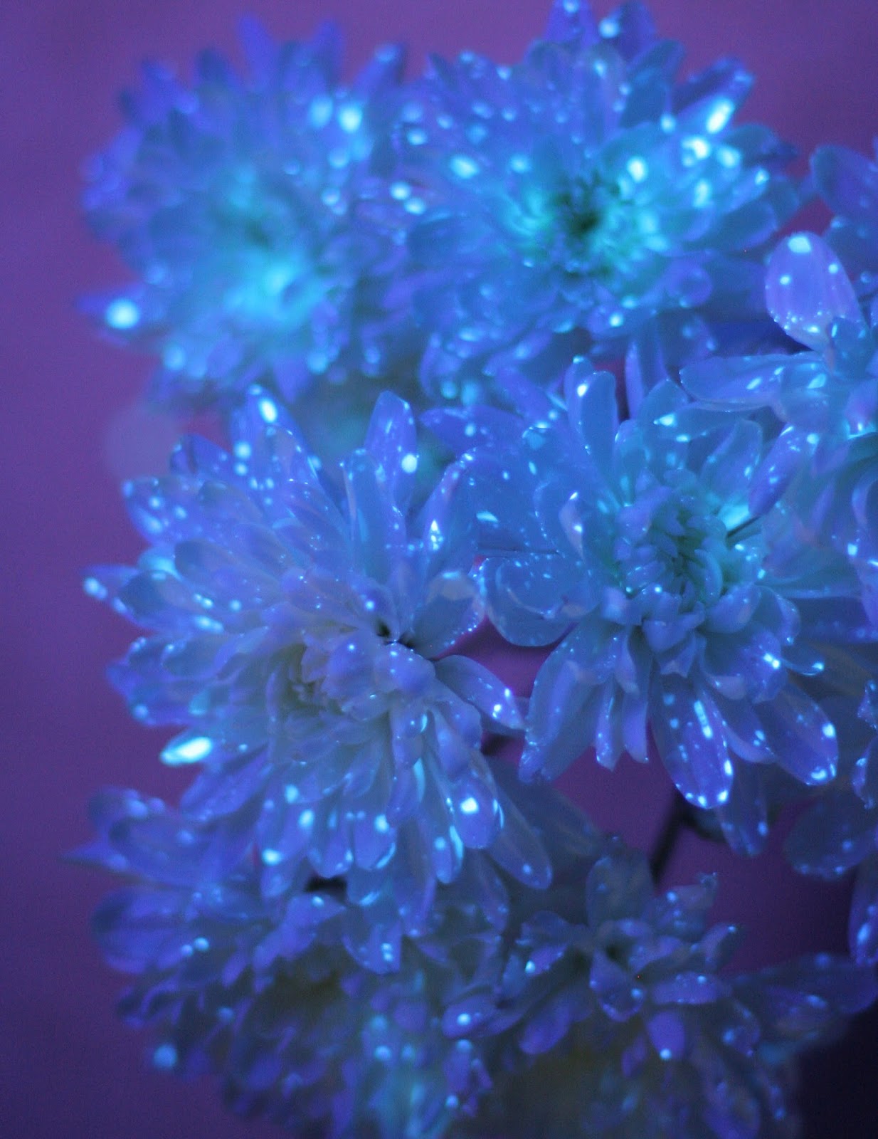 Bioluminescent Flowers