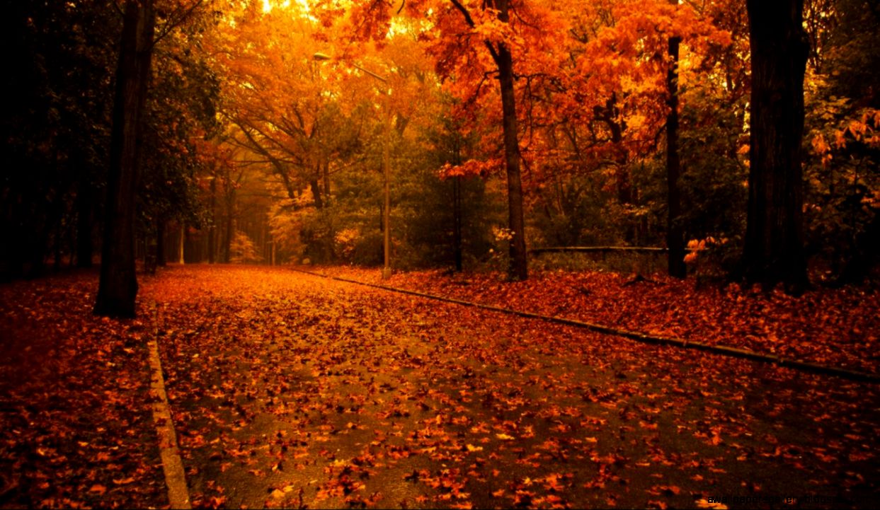 Fall Wallpaper Background 1366x768 hd wallpaper widescreen1248