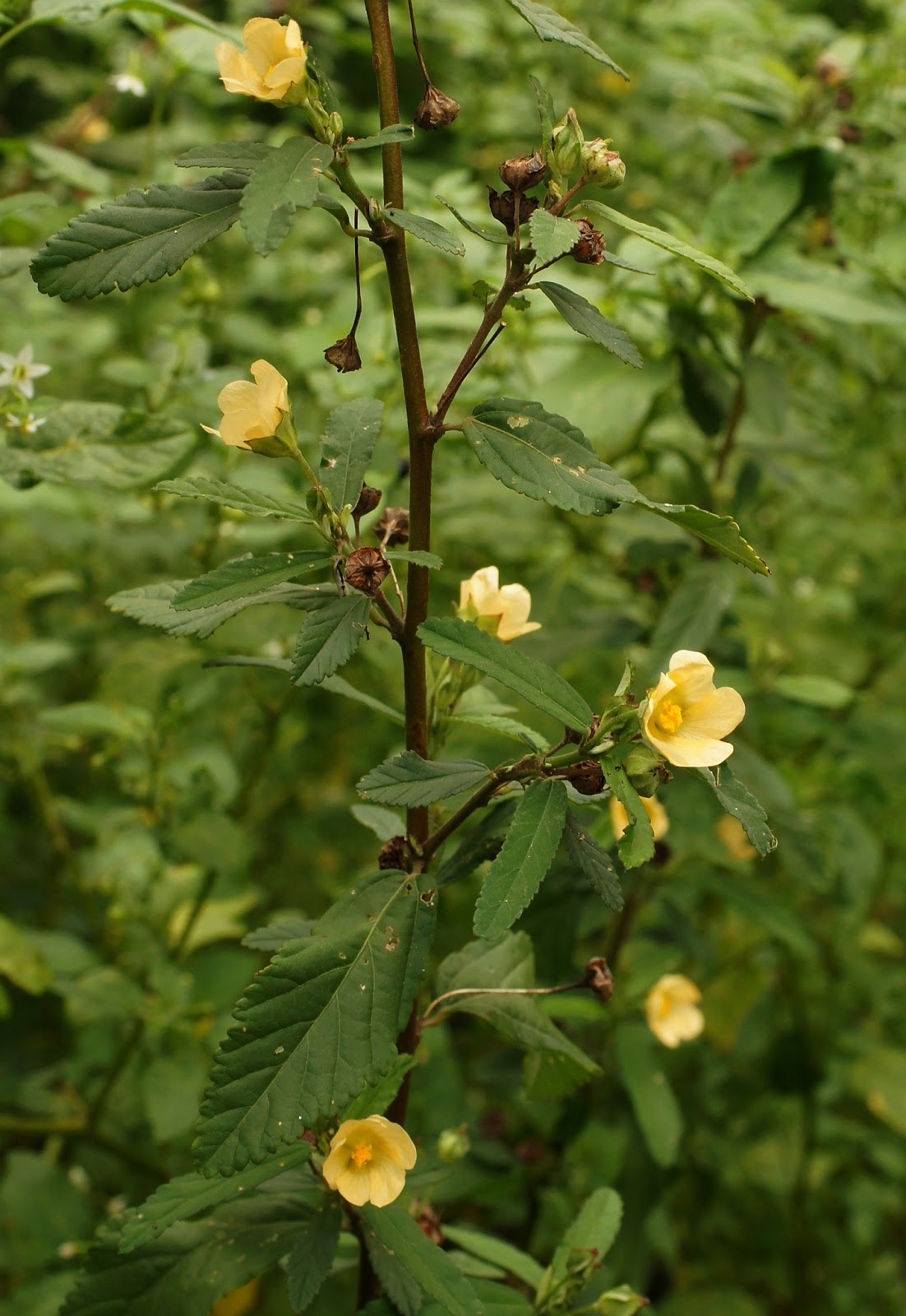 Variety of Life: Sida