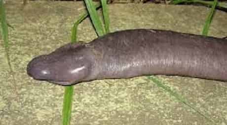 Atretochoana eiselti (Known as Pen**s Snake) Binatang Aneh Didunia