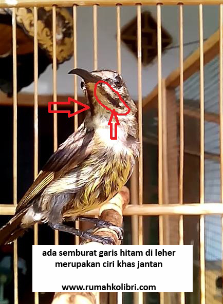 42++ Burung konin ijoan jantan terupdate