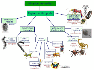 660 Gambar Klasifikasi Hewan Invertebrata Terbaru
