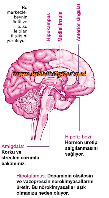 beyinde aşk aşık oldugumuzda beynimiz