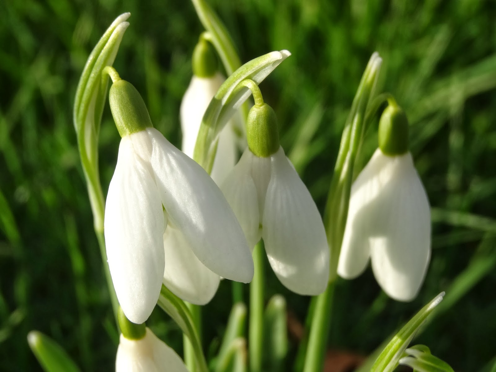 Hortensis