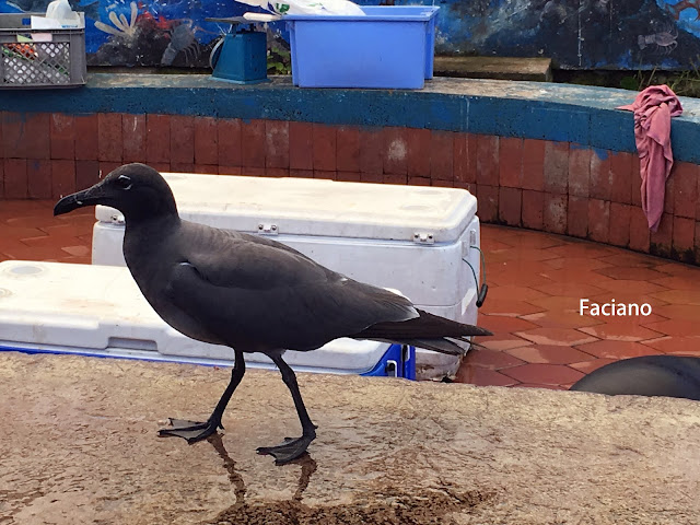 Galapagos加拉巴哥,法姿優乾洗頭乾洗髮