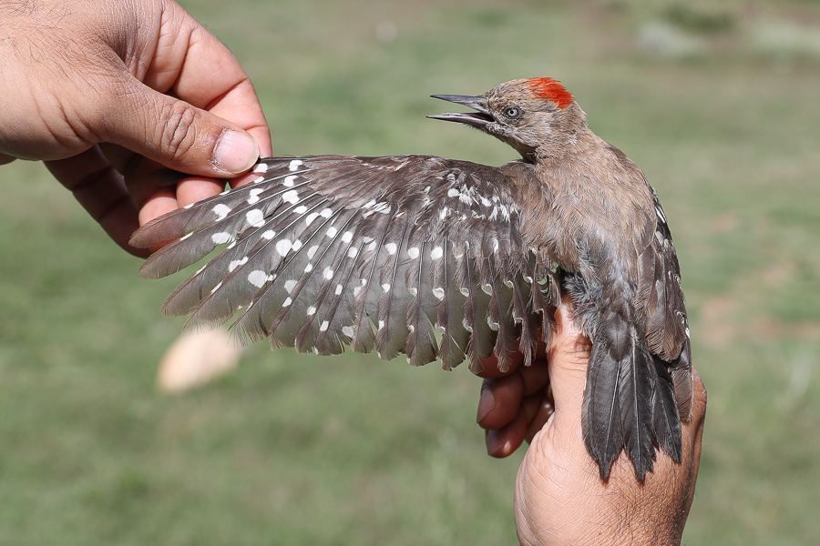 Arabian_Woodpecker.jpg