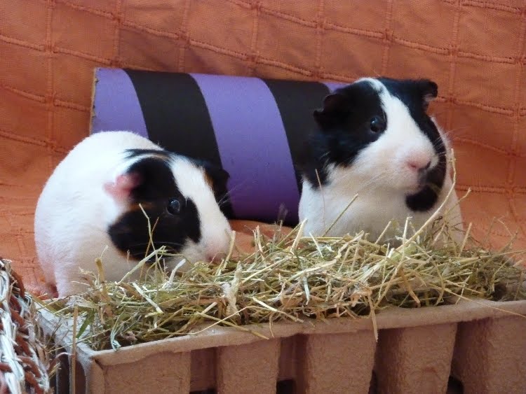 Trekky gets Crafty! Guinea pig wash cloths...
