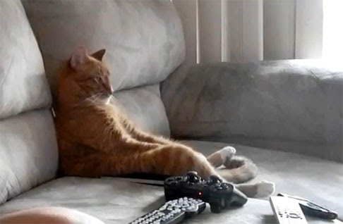 Video : スレイヤーは、やっぱし、過激でいいよなぁ～と、ライヴのビデオに観入っているヘヴィメタ好き ? のネコ ! !