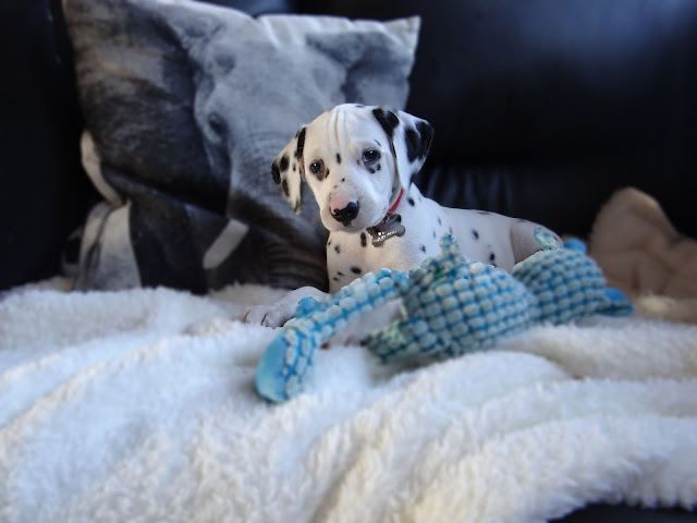 Dalmatian Puppy