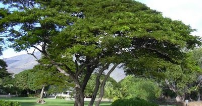 Sejuta manfaat pohon: Pengertian pohon