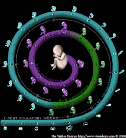 Visible Human Embryo