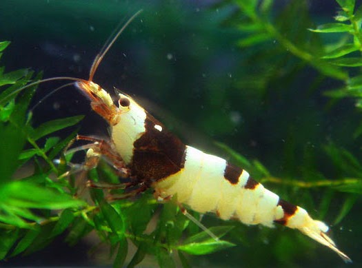 GNA [Get Nature Aquascape] Ikan Aquascape