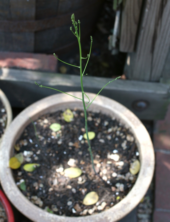 How To Plant Asparagus Root Crowns in Containers 17 Apart