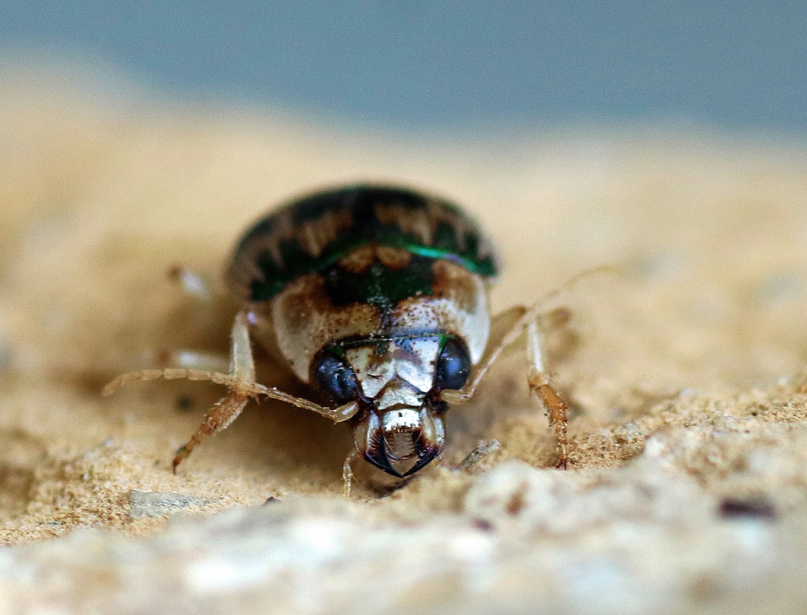 MObugs Mosaic Round Sand Beetle
