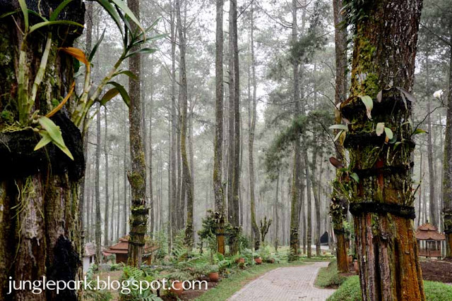 Lembang Jungle Discovery Tempat Wisata Outbound di Lembang Bandung