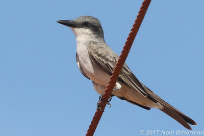 Gray Kingbird